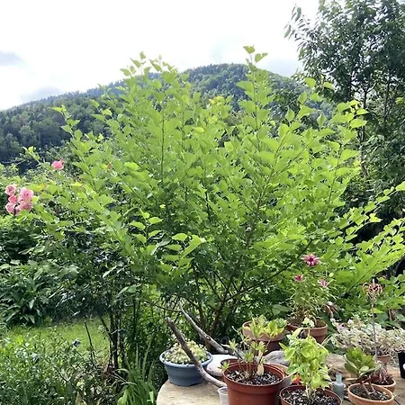 Guest house Double Cosy - De La Louve